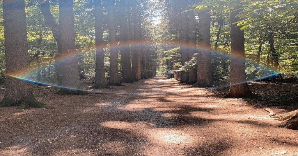 Green Friday - Glow Forrest